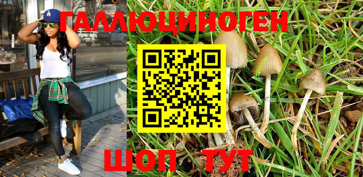 Галлюциногенные грибы Psilocybine cubensis Куйбышев